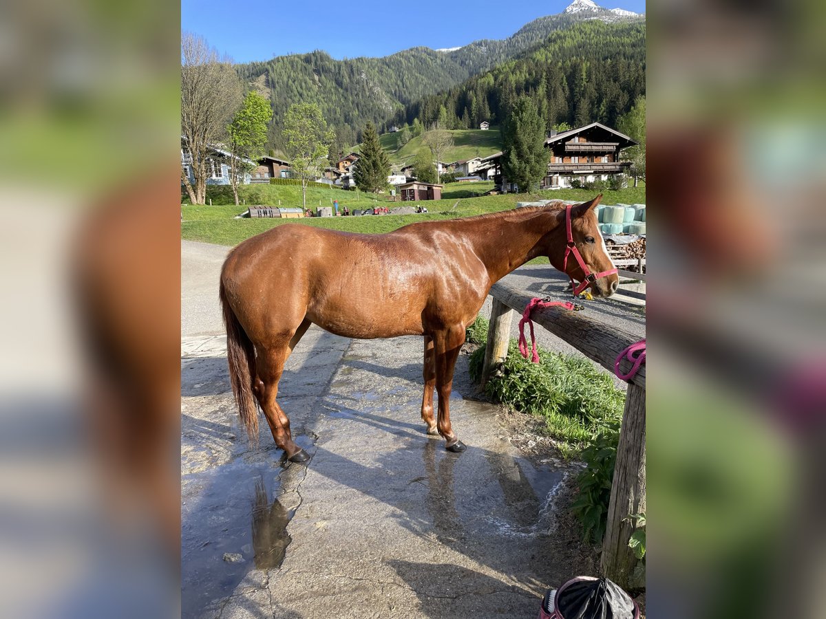 Paint Horse Mare 3 years 15,1 hh in Bramberg