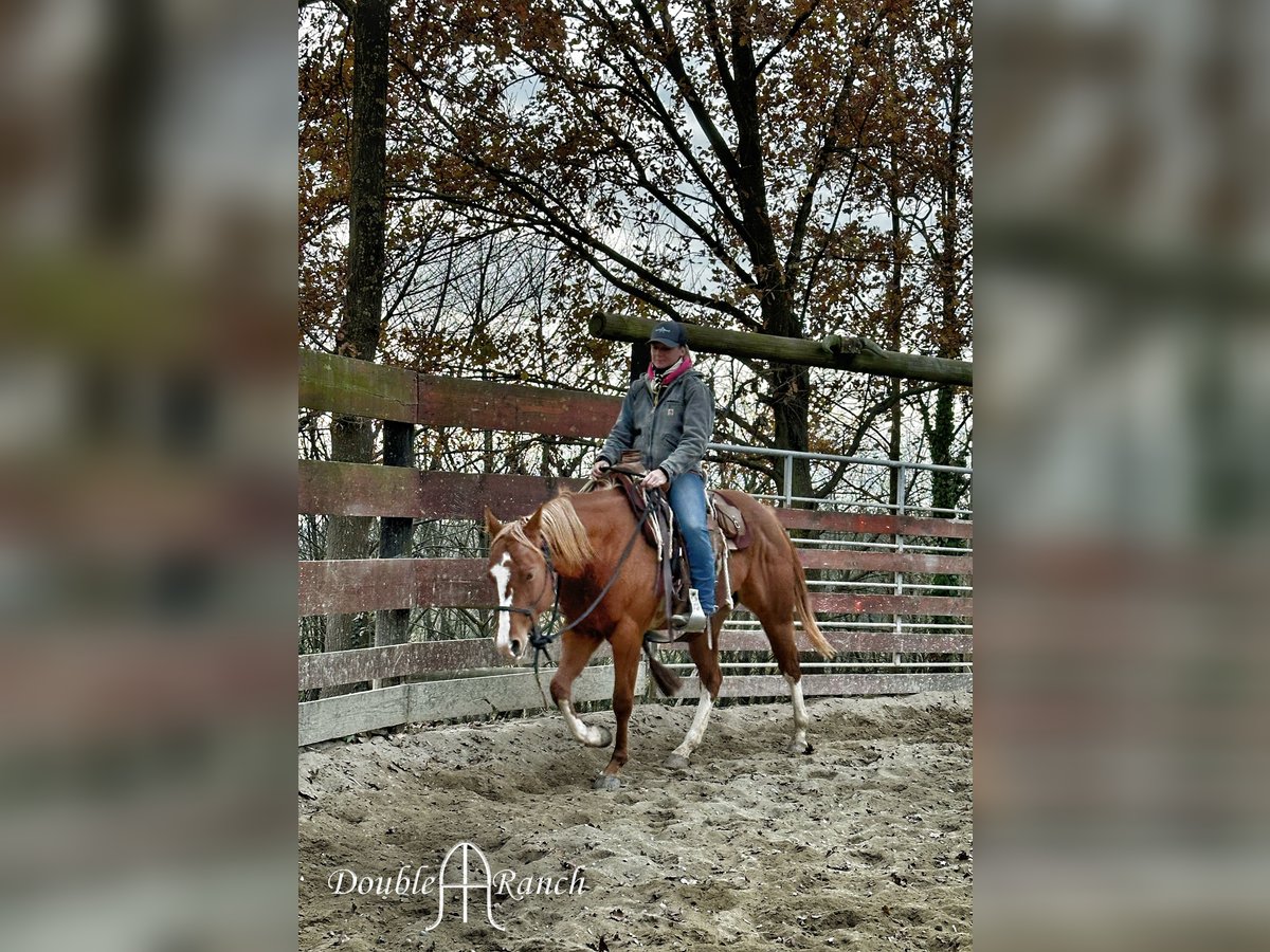 Paint Horse Mare 3 years 15 hh Chestnut-Red in Cortazzone