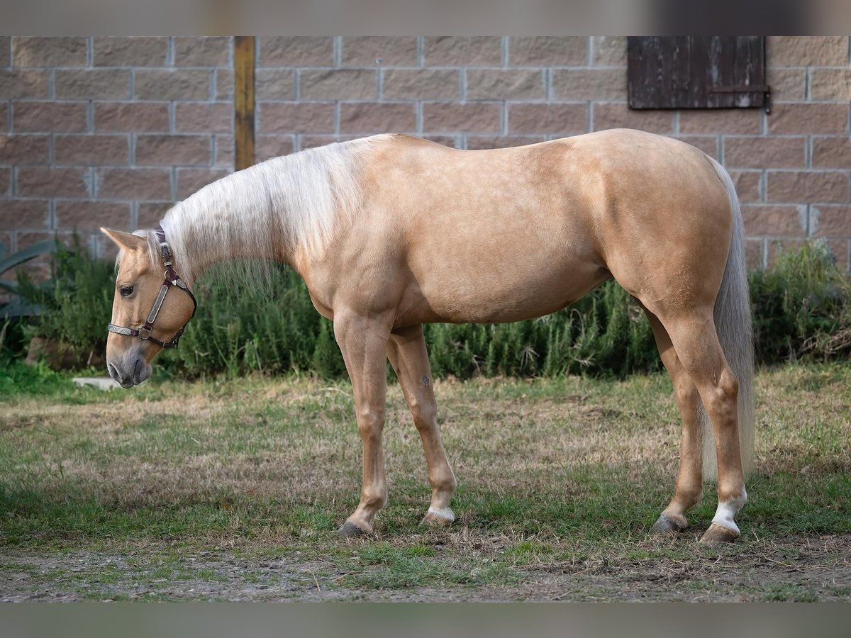 Paint Horse Mare 3 years 15 hh Palomino in Siena