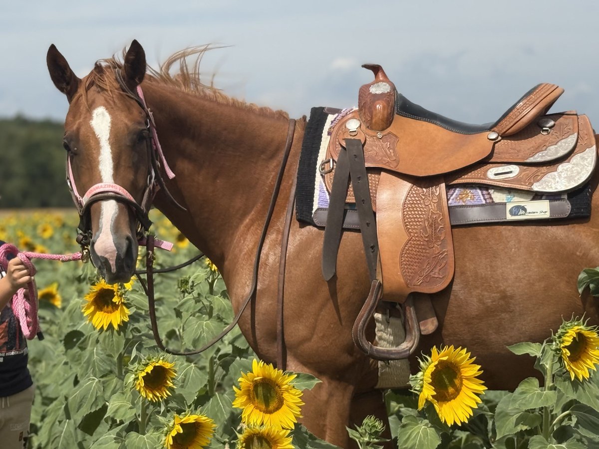 Paint Horse Mare 3 years 15,1 hh Chestnut-Red in Thodure