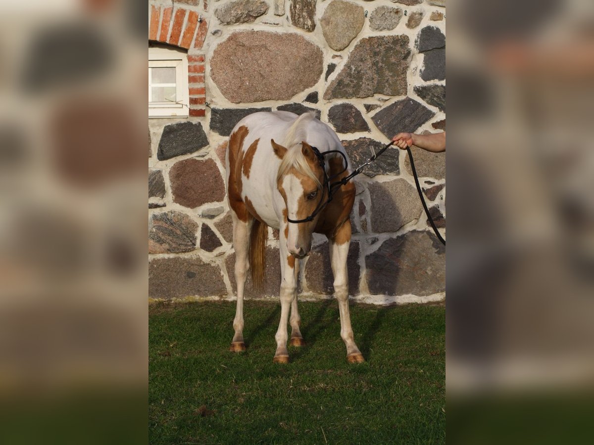 Paint Horse Mare 4 years 14,1 hh Tobiano-all-colors in Krakow am See