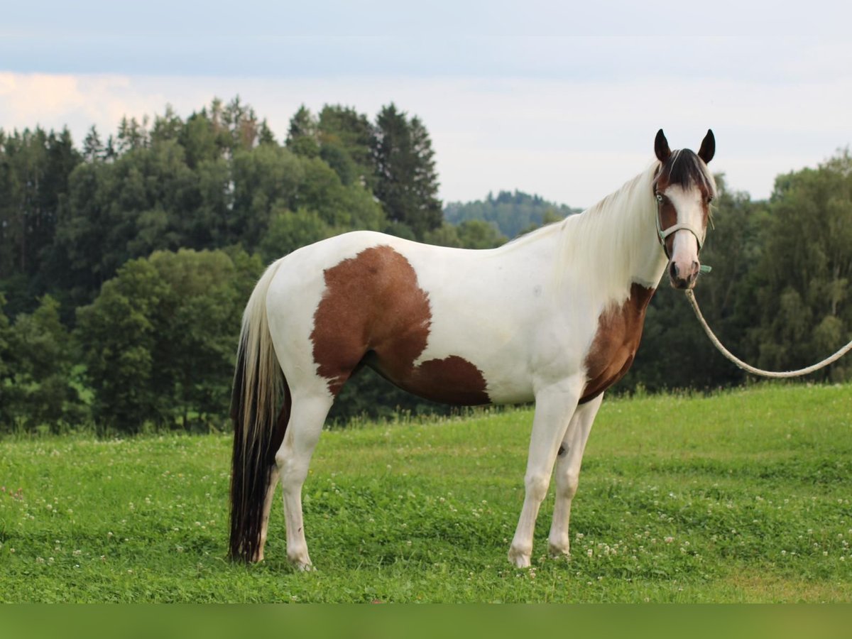 Paint Horse Mare 4 years 14,3 hh Tobiano-all-colors in Patersdorf