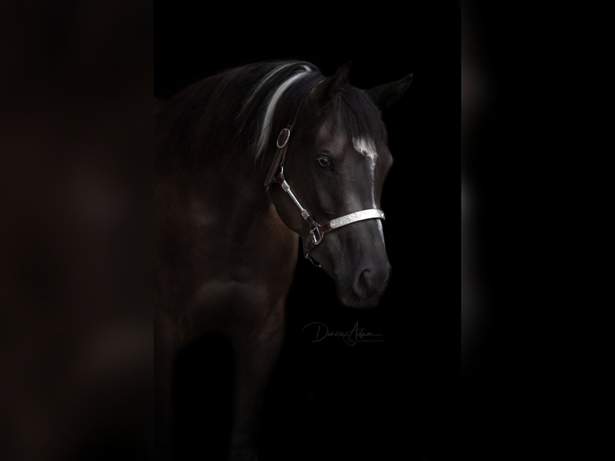 Paint Horse Mare 4 years 14,3 hh Black in Hennef