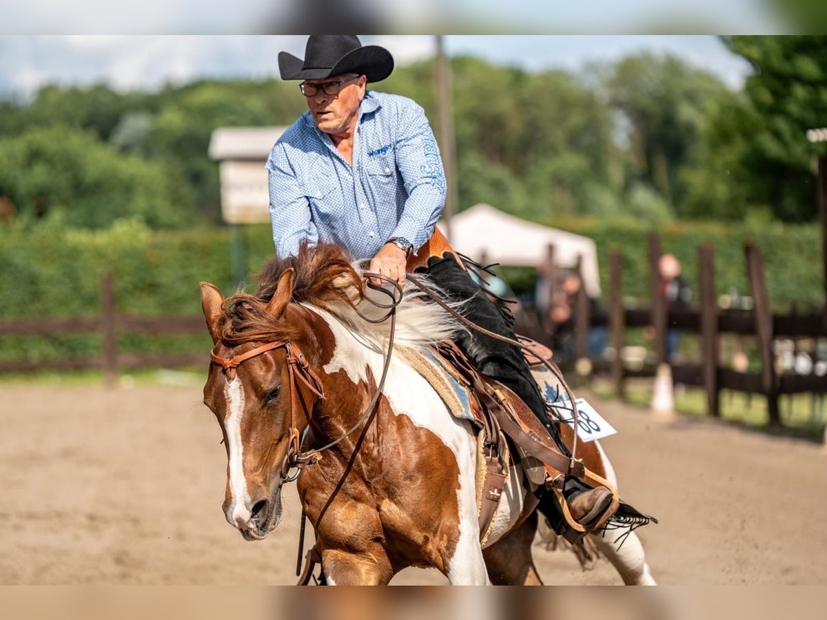 Paint Horse Mare 4 years 14,3 hh Tobiano-all-colors in Bergkamen