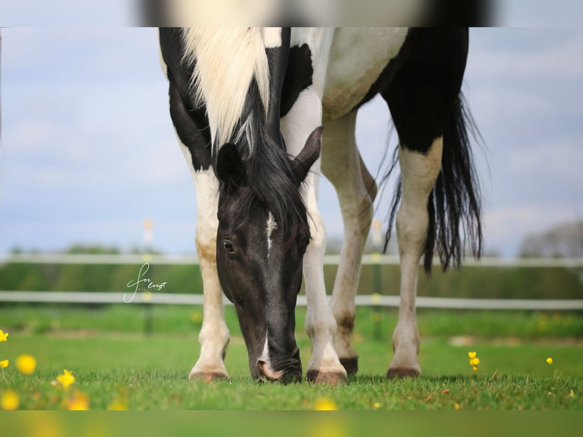 Paint Horse Mare 4 years 15 hh Pinto in Büren
