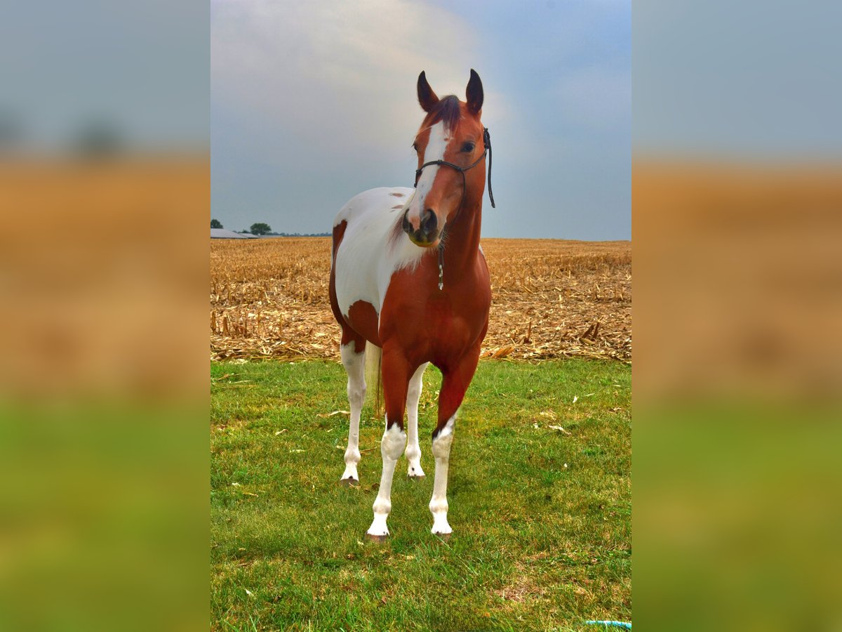 Paint Horse Mare 4 years 15 hh Tobiano-all-colors in Lebanon