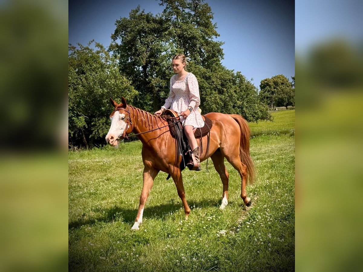 Paint Horse Mare 4 years 15,1 hh Chestnut-Red in friedenstrasse 6
