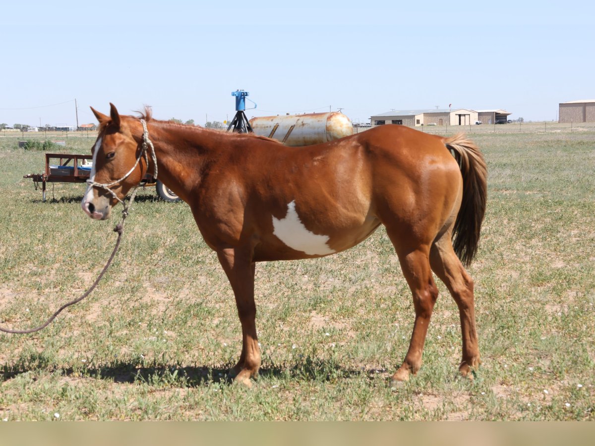 Paint Horse Mare 5 years 13,3 hh Chestnut-Red in Muleshoe Tx