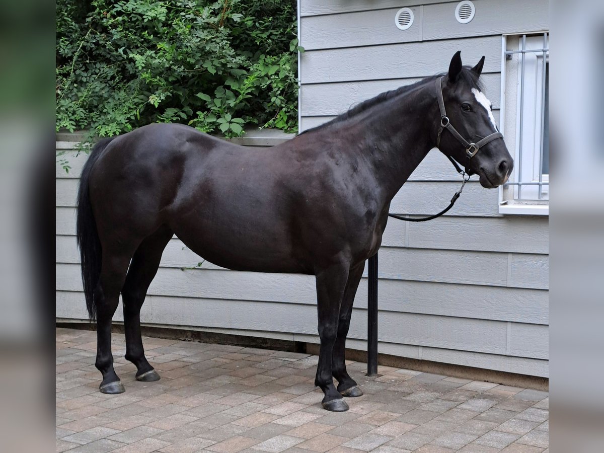 Paint Horse Mare 5 years 14,3 hh Black in Kirchheimbolanden