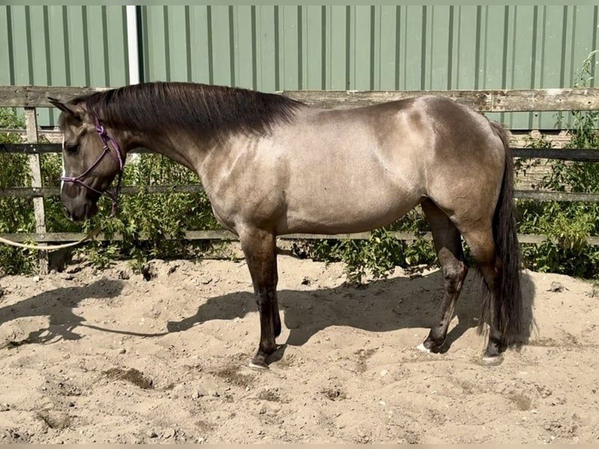 Paint Horse Mare 5 years 15 hh Grullo in Barneveld