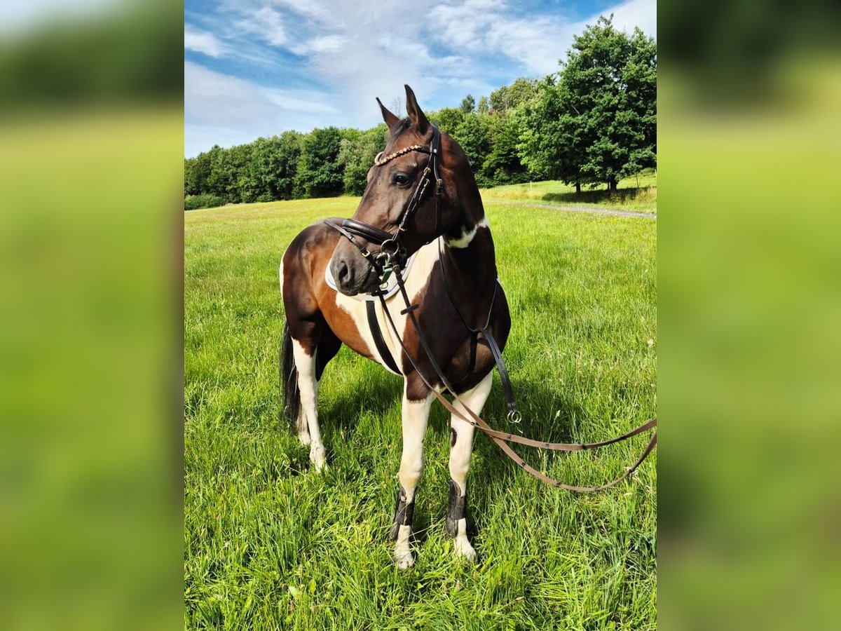 Paint Horse Mix Mare 6 years 16,1 hh Pinto in Steinau an der Stra&#xDF;e