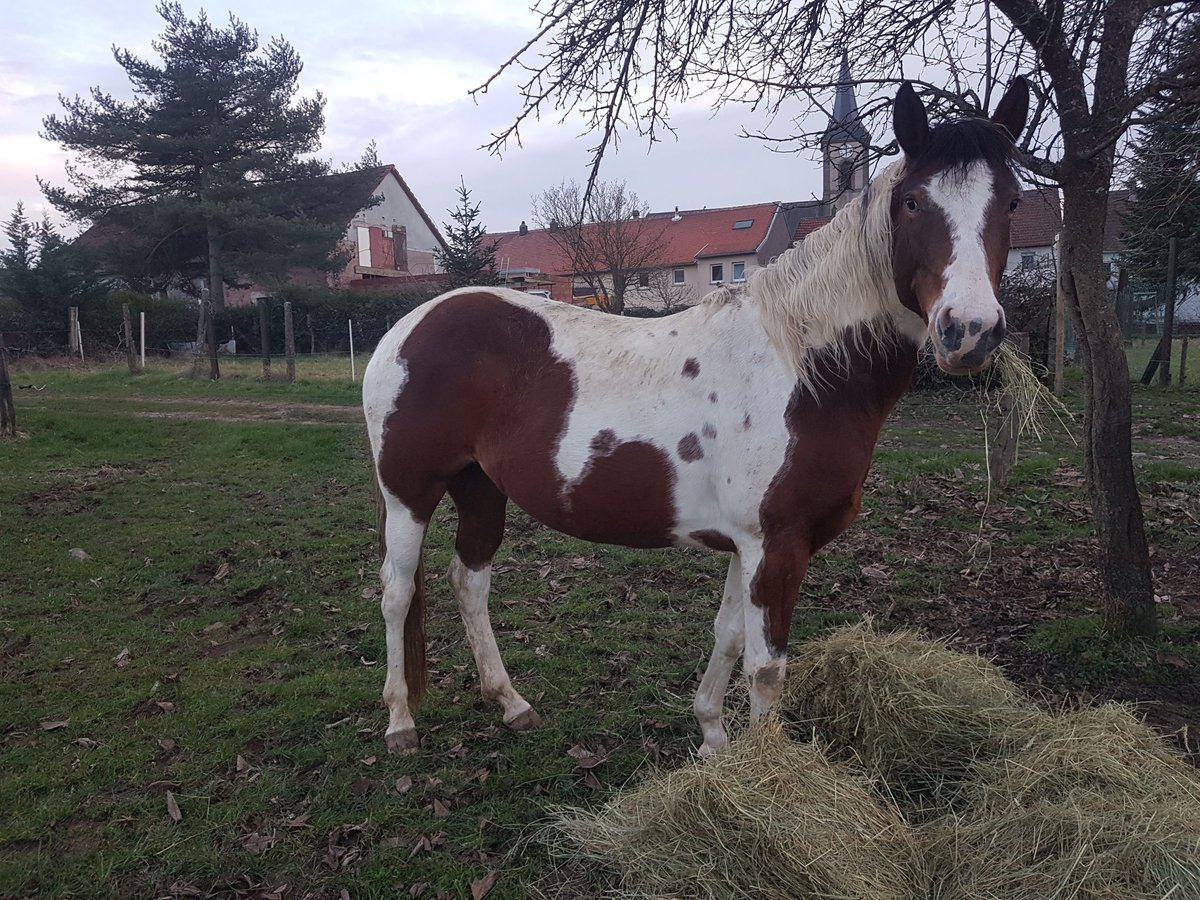 Paint Horse Mare 6 years Tovero-all-colors in moselle