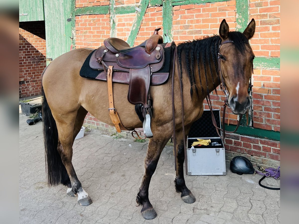 Paint Horse Mare 7 years 14,2 hh Dun in Elsdorf