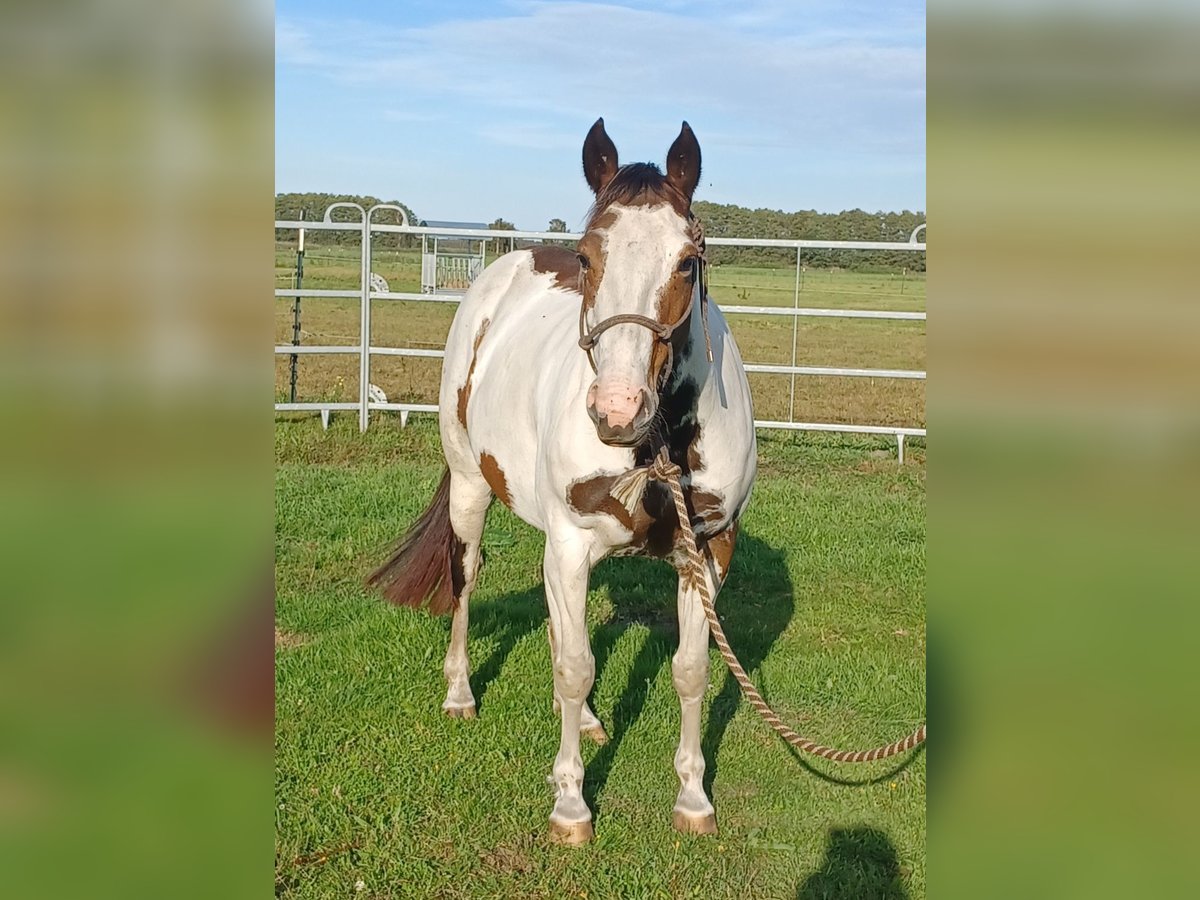 Paint Horse Mix Mare 7 years 14,2 hh Pinto in Wieck