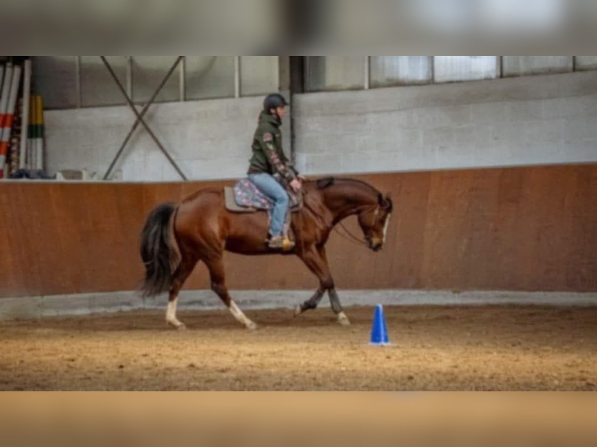 Paint Horse Mare 7 years 16 hh Brown in Losheim am See