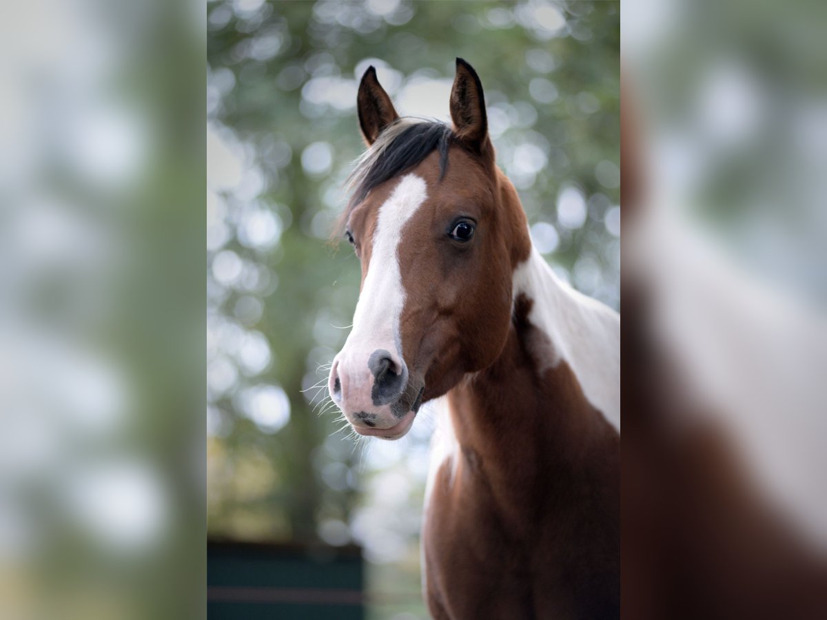 Paint Horse Mare 8 years 15,2 hh Tobiano-all-colors in Koningsbosch