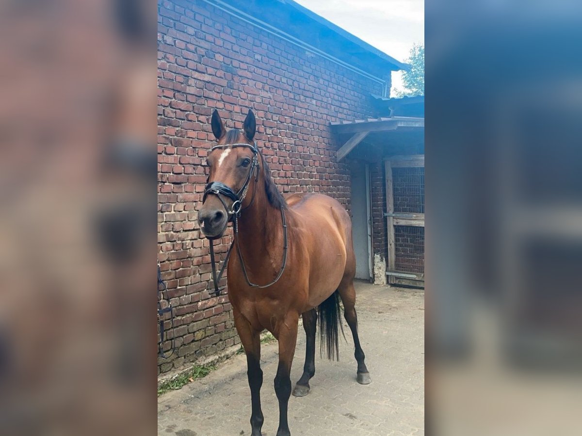 Paint Horse Mare 8 years 15 hh Brown in Lippstadt