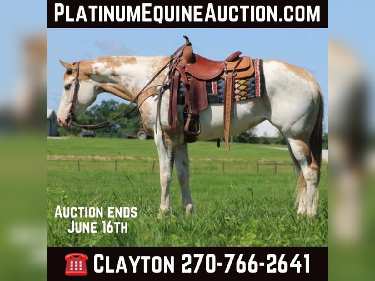 Paint Horse Mare 8 years 15 hh Overo-all-colors in Sonora KY