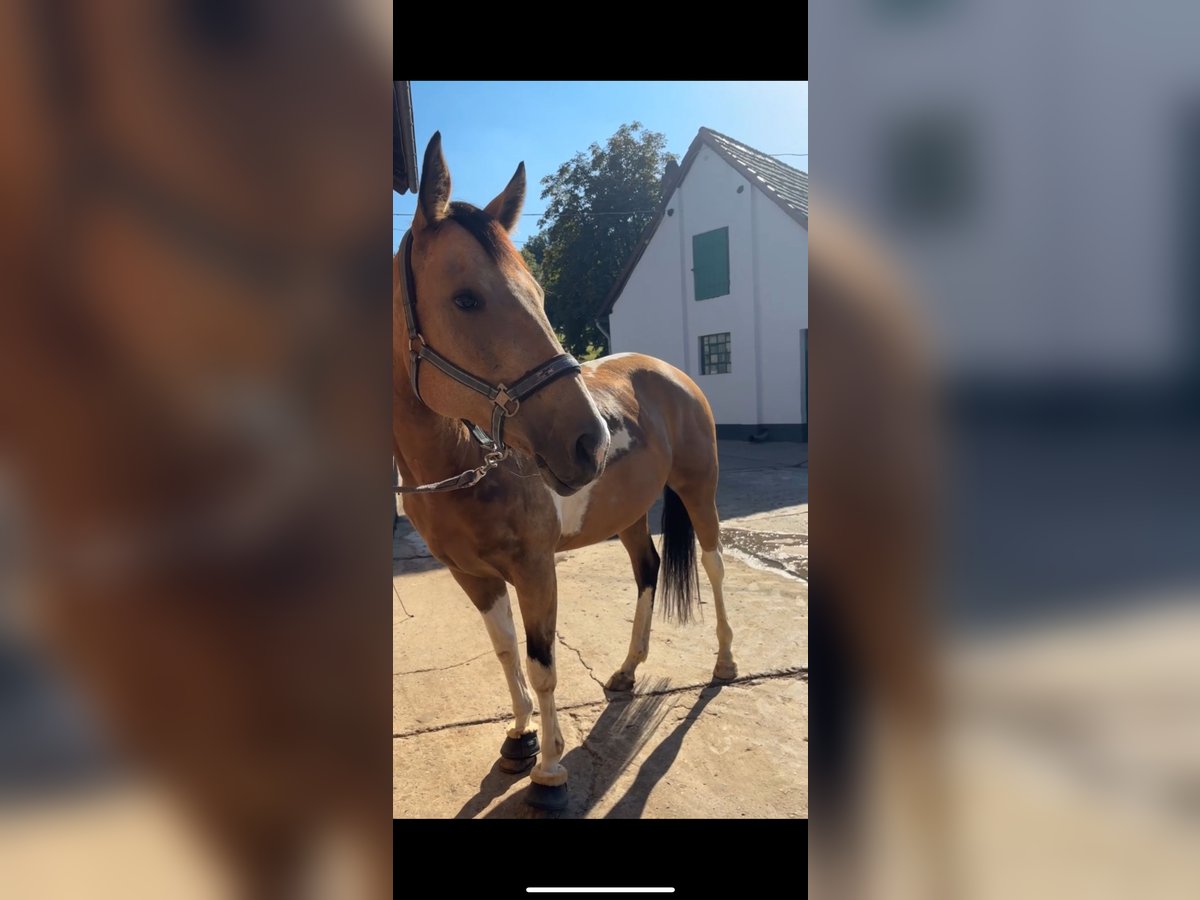 Paint Horse Mare 8 years 16 hh Tobiano-all-colors in Solingen Wald