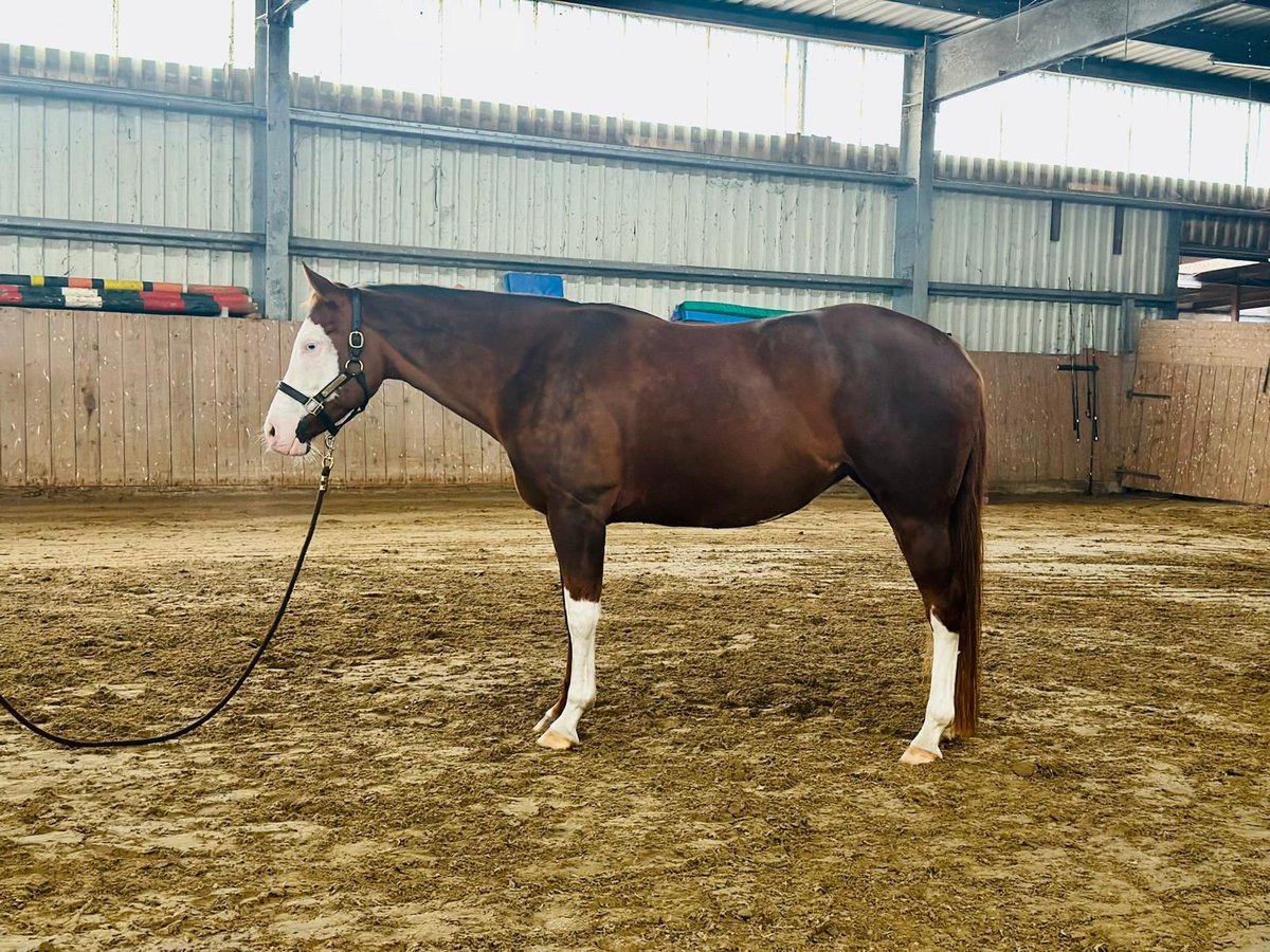 Paint Horse Mare 9 years 15,1 hh Overo-all-colors in duvensee