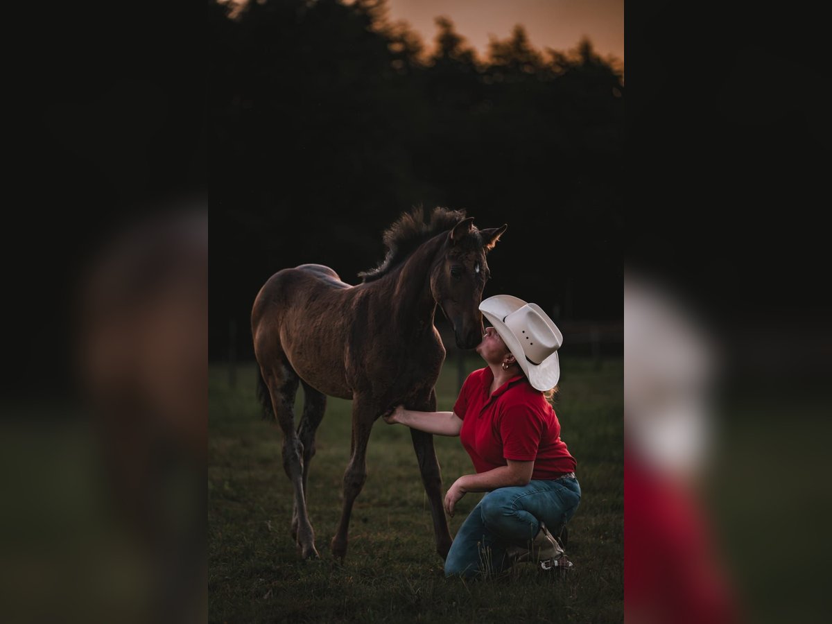 Paint Horse Mare Foal (04/2024) 12,1 hh Smoky-Black in Niepars