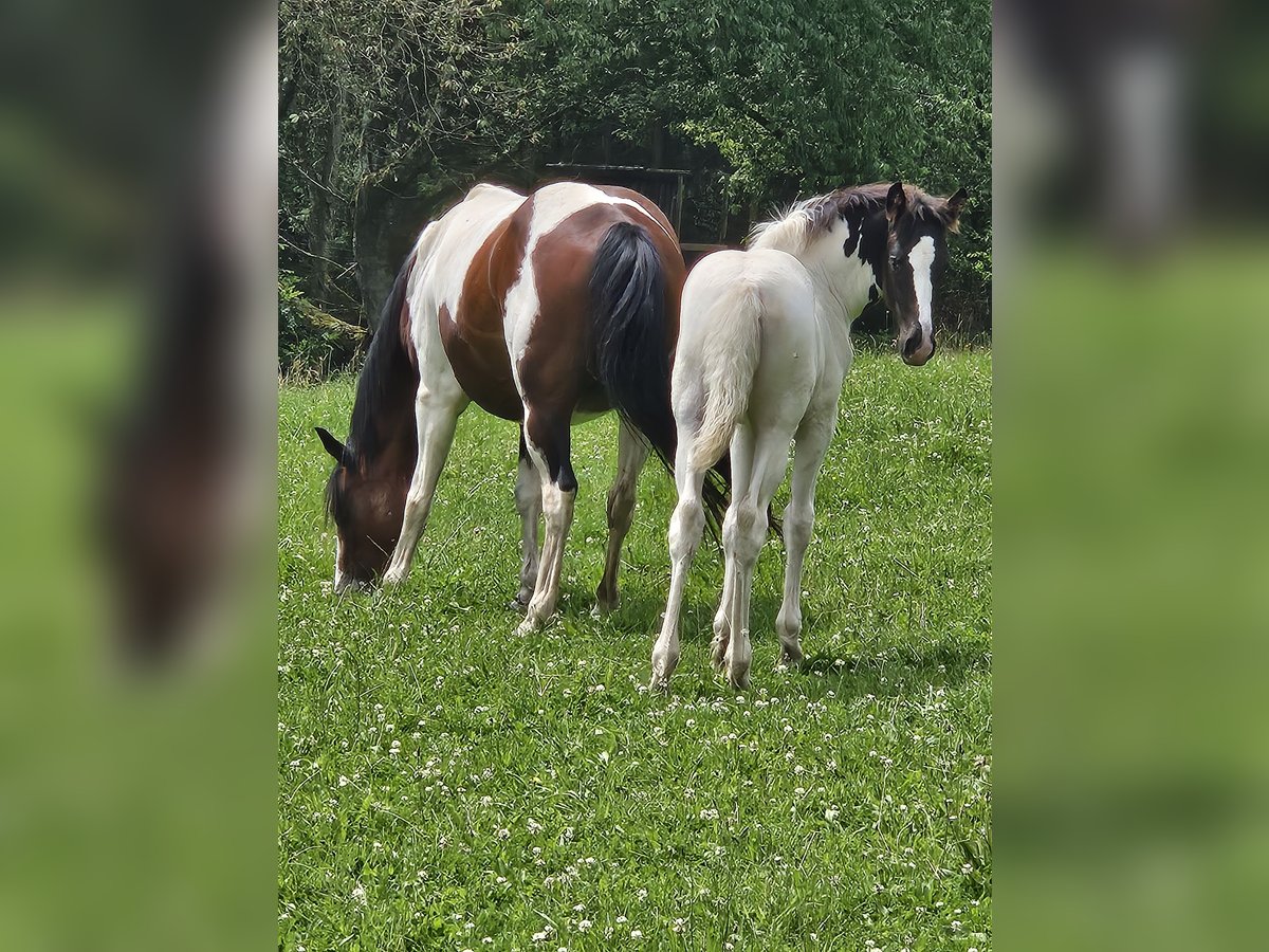 Paint Horse Mix Mare Foal (05/2024) 14,2 hh Pinto in Simmerath