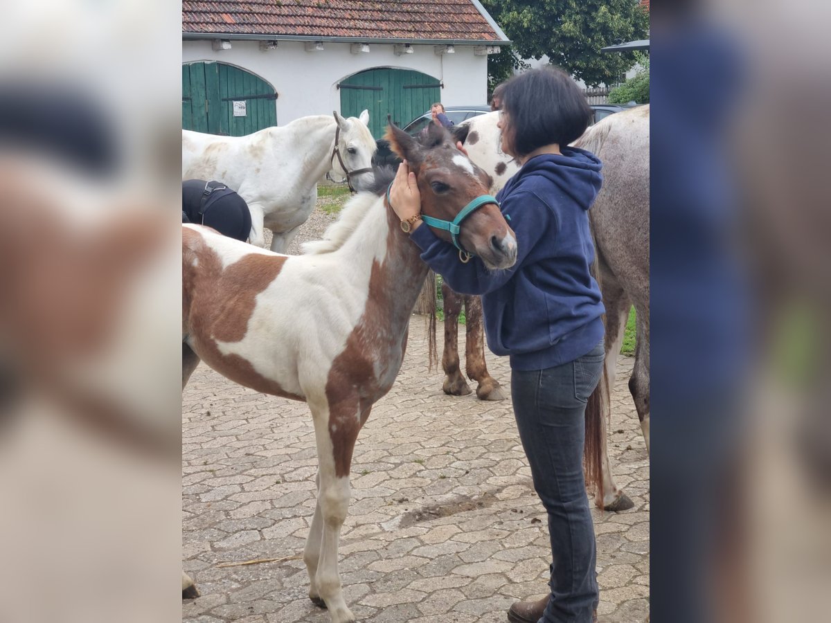 Paint Horse Mare Foal (05/2024) 14,2 hh Tobiano-all-colors in Freising