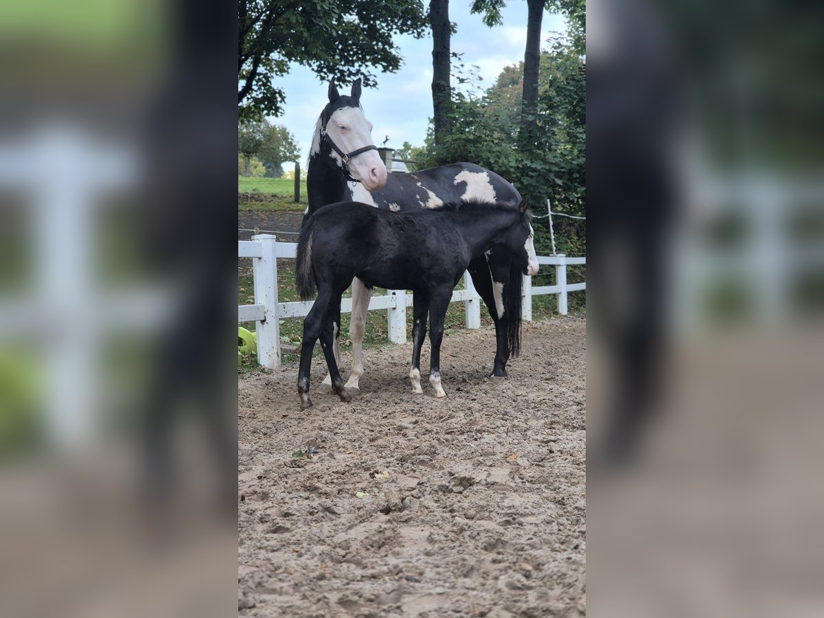 Paint Horse Mare Foal (06/2025) 14,2 hh Black in Bebra