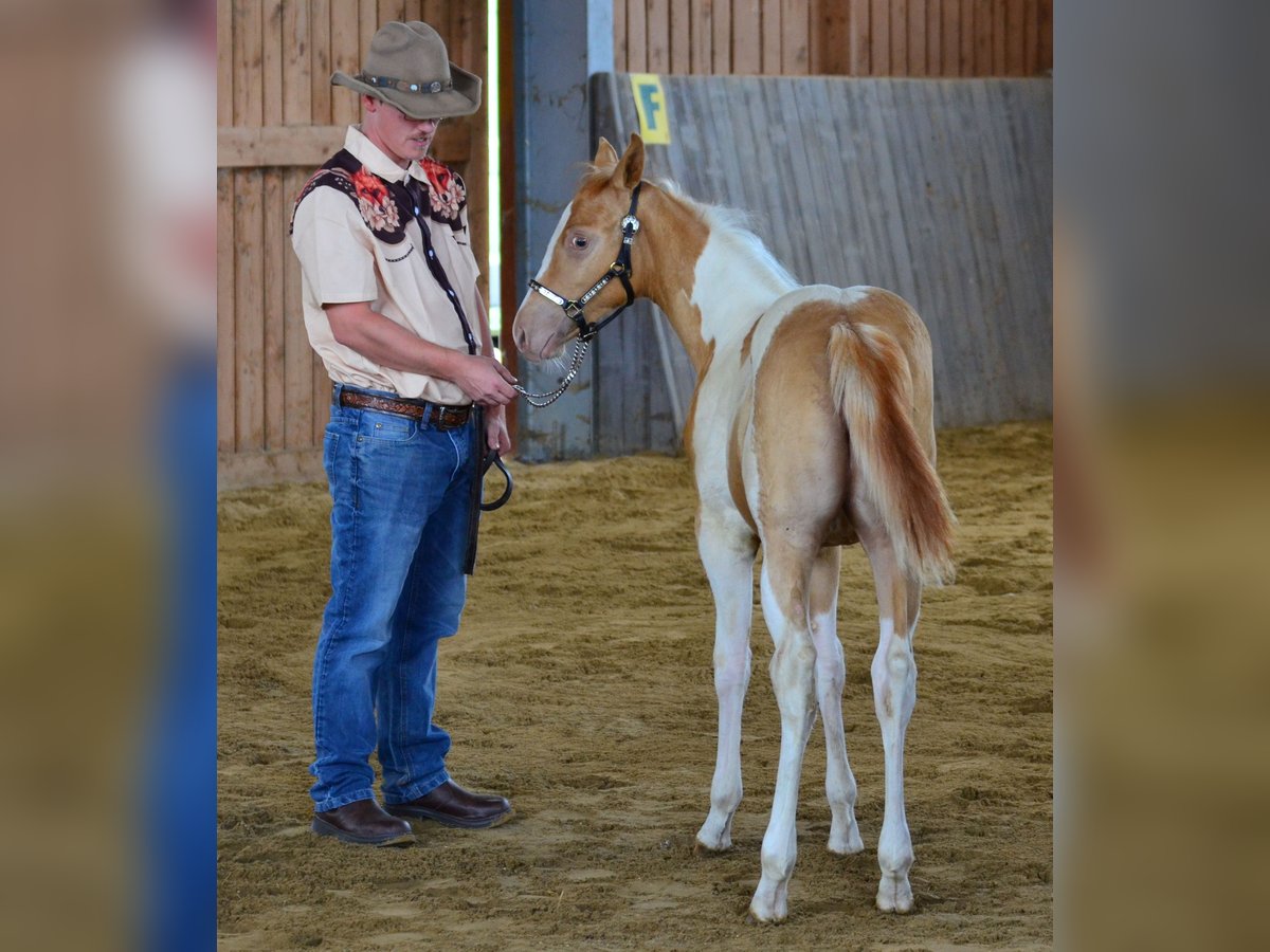 Paint Horse Mare Foal (05/2025) 14,2 hh Champagne in Obertaufkirchen
