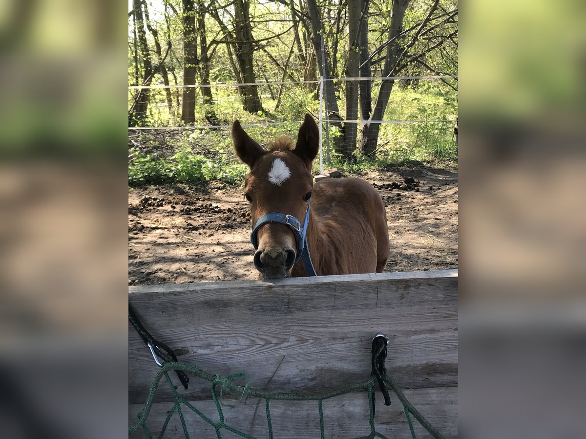 Paint Horse Mare  14,2 hh Chestnut-Red in Altlandsberg