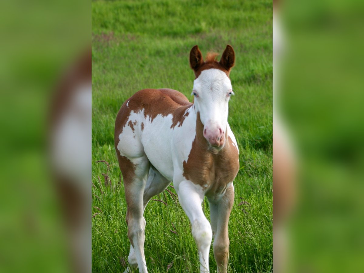 Paint Horse Mare Foal (05/2025) 14,2 hh Overo-all-colors in Cunewalde