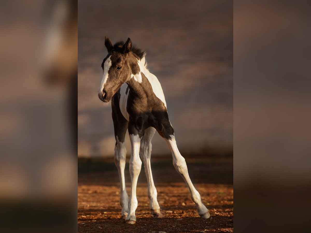 baby pinto horses