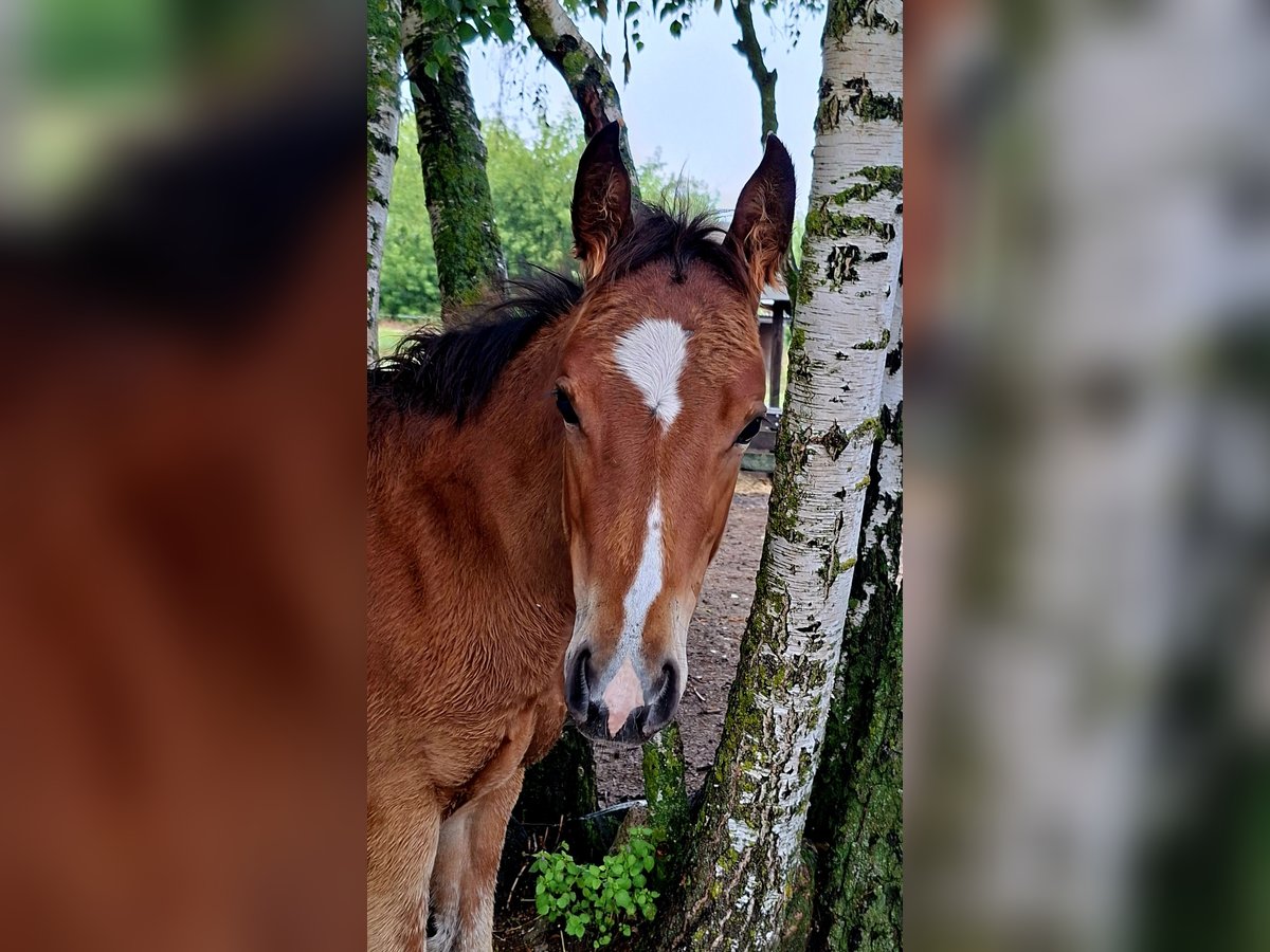 Paint Horse Mare Foal (03/2025) 15,1 hh Bay-Dark in Werneuche