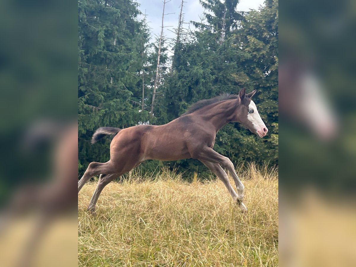 Paint Horse Mare Foal (06/2025) 15,1 hh Black in Bebra