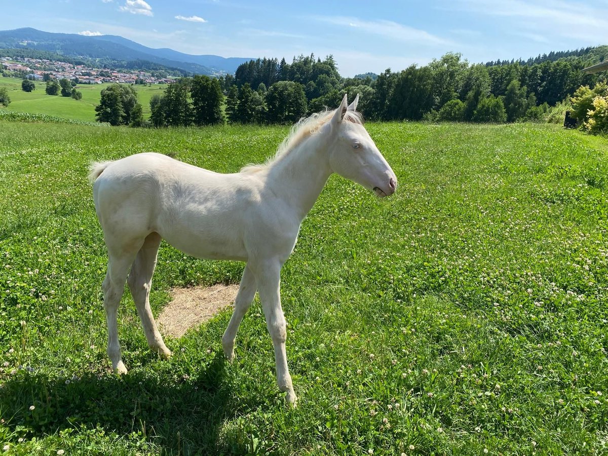 Paint Horse Mare Foal (03/2025) 15,1 hh White in Patersdorf
