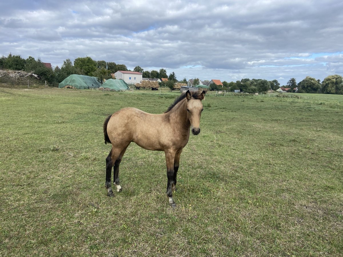 Paint Horse Mix Mare Foal (03/2024) Buckskin in Schwedt/Oder