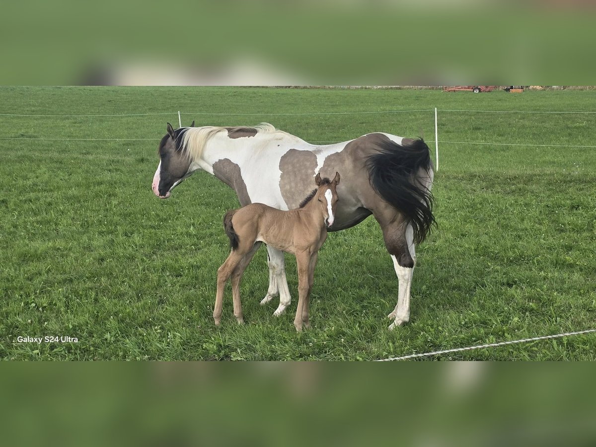 Paint Horse Mare Foal (07/2025) Dunalino in Dreisbach