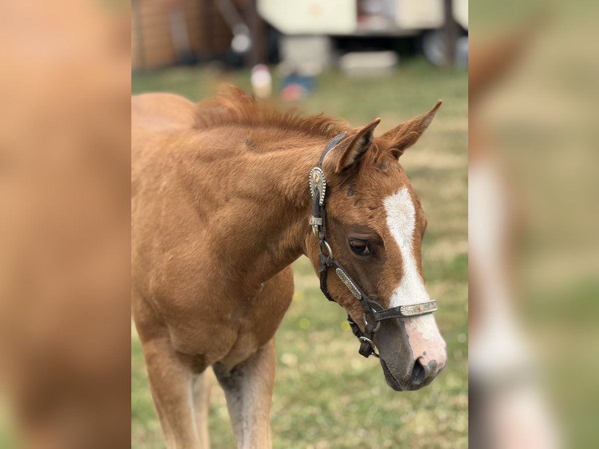 Paint Horse Mare Foal (05/2025) Overo-all-colors in Thodure Paint Horse Mare Foal (05/2025) Overo-all-colors in Thodure