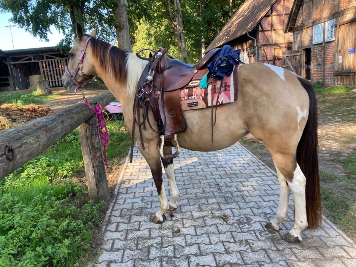 Paint Horse Merrie 10 Jaar 148 cm Buckskin in Schwanewede