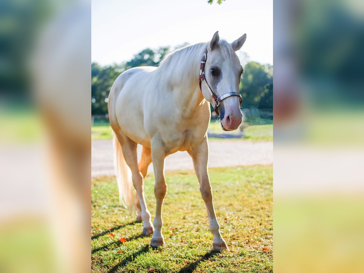 Paint Horse Merrie 10 Jaar 154 cm Palomino in Jesenwang