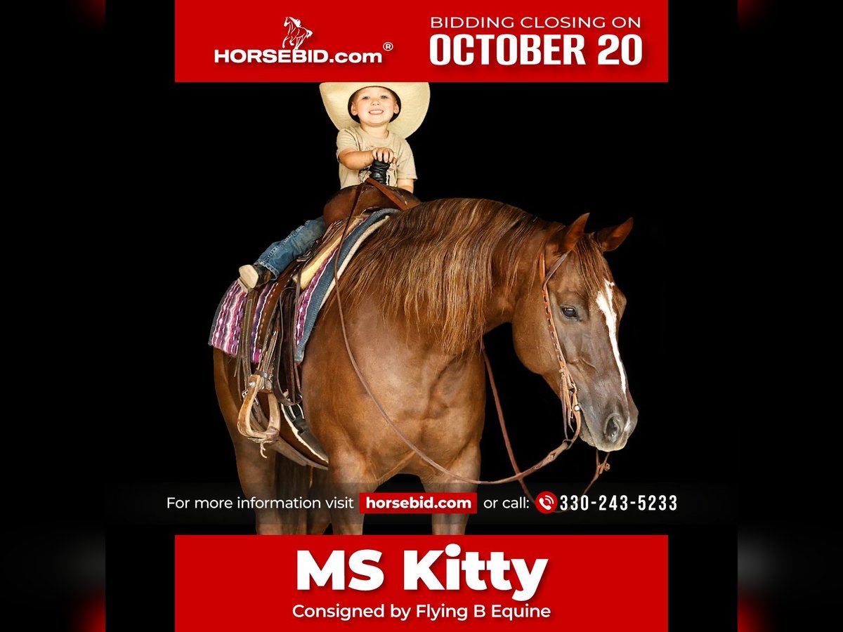 Paint Horse Merrie 11 Jaar 152 cm Roodvos in Lufkin