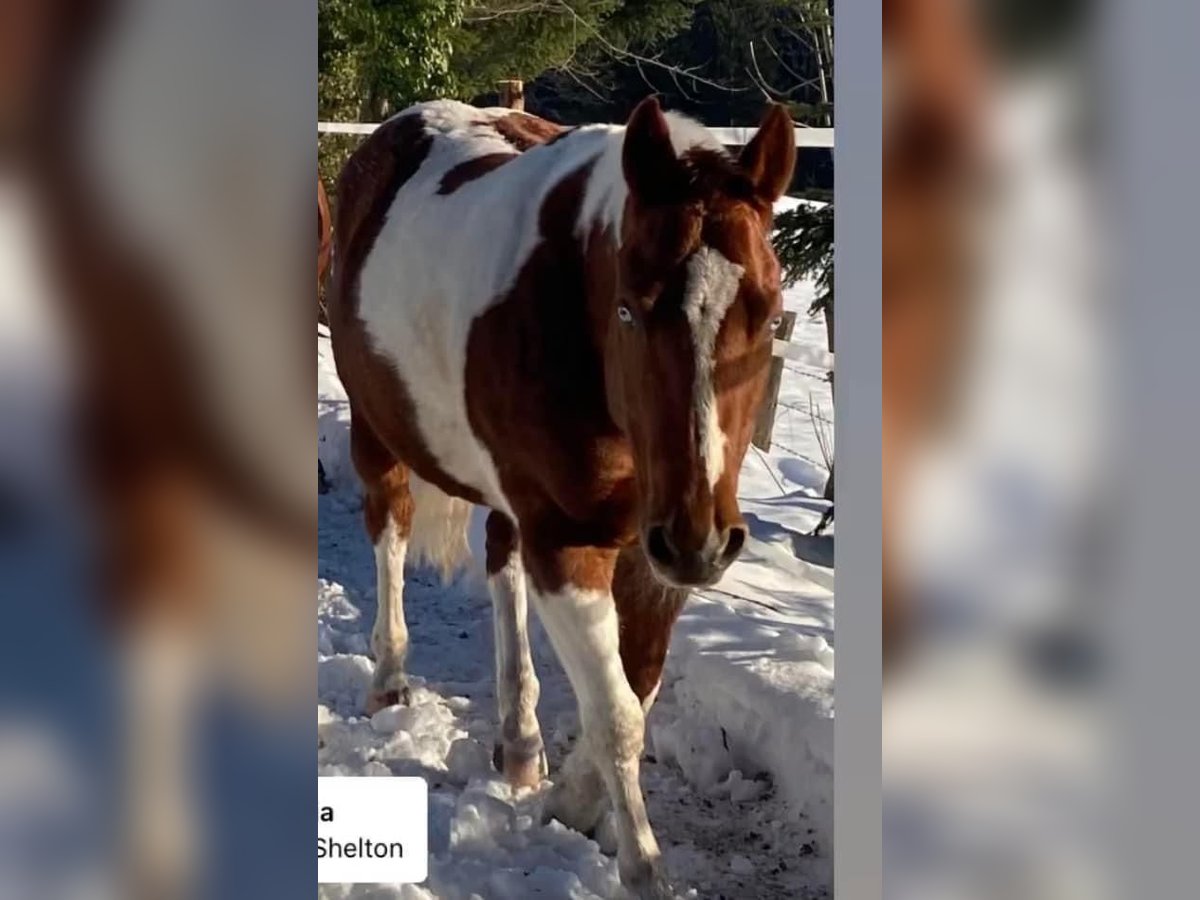 Paint Horse Merrie 12 Jaar 147 cm Overo-alle-kleuren in Steinbach am Ziehberg