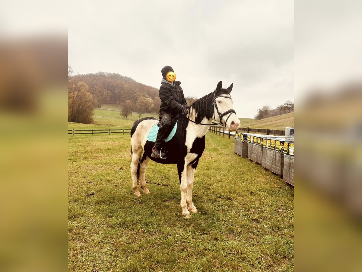 Paint Horse Mix Merrie 12 Jaar 153 cm Gevlekt-paard in Hallerndorf