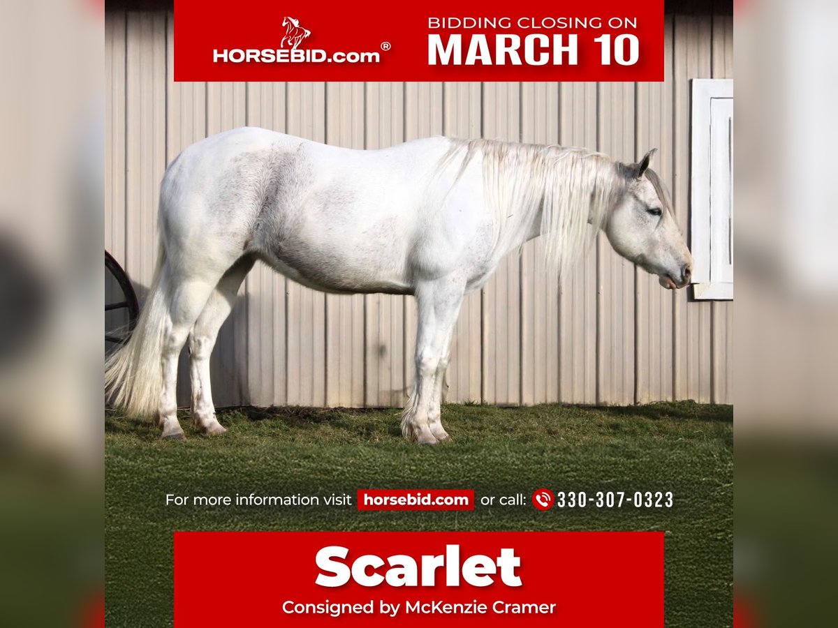 Paint Horse Merrie 13 Jaar 152 cm Schimmel in Battle Creek, IA