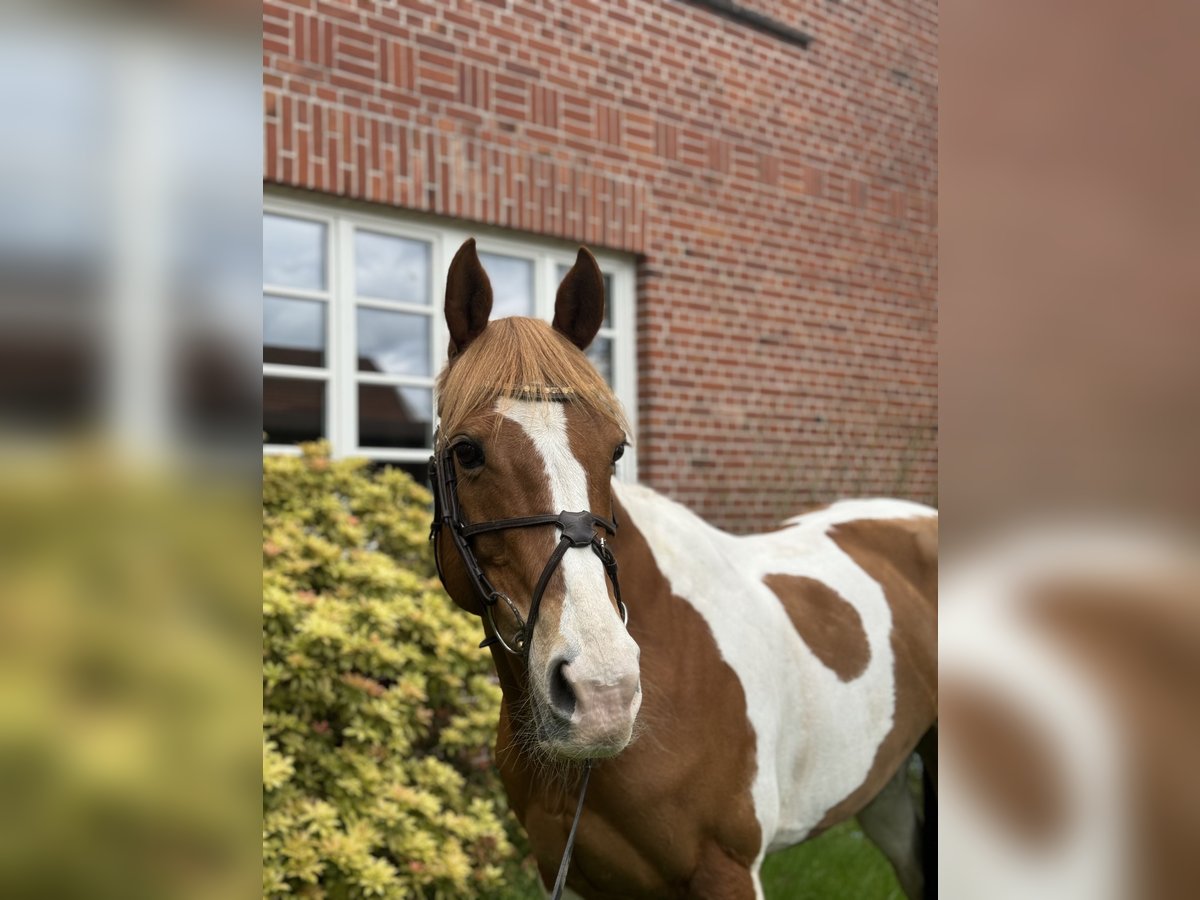 Paint Horse Mix Merrie 15 Jaar 151 cm Gevlekt-paard in Hemslingen