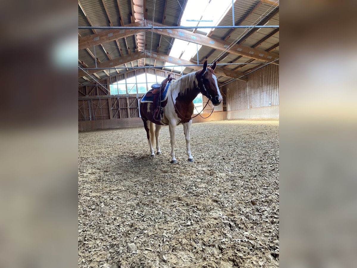 Paint Horse Merrie 16 Jaar 150 cm Gevlekt-paard in Tengen