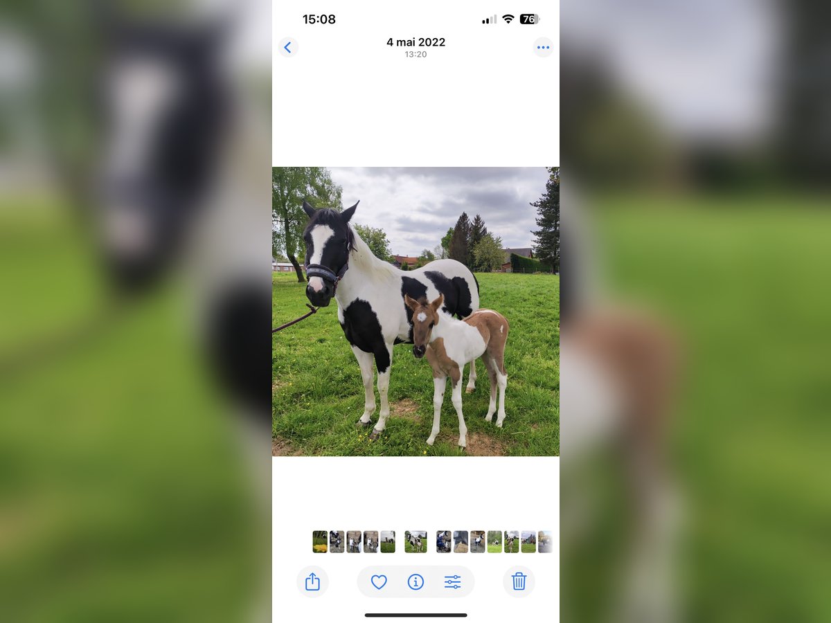 Paint Horse Merrie 17 Jaar 155 cm Zwart in Monchy-Breton