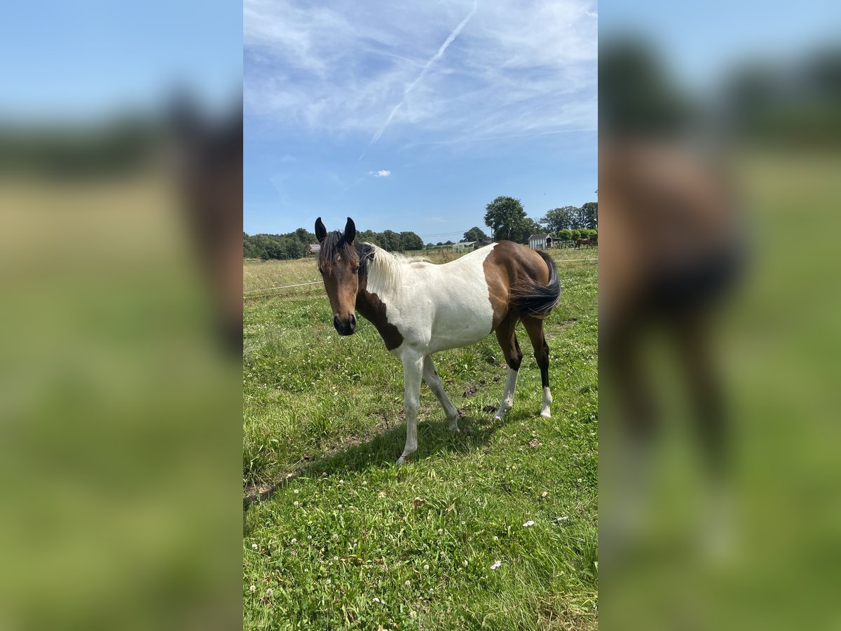 Paint Horse Mix Merrie 1 Jaar 140 cm Gevlekt-paard in Linde peer