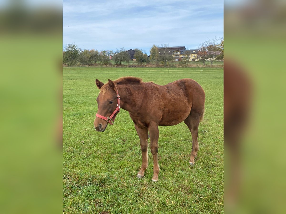 Paint Horse Merrie 1 Jaar 147 cm Donkere-vos in Erbendorf