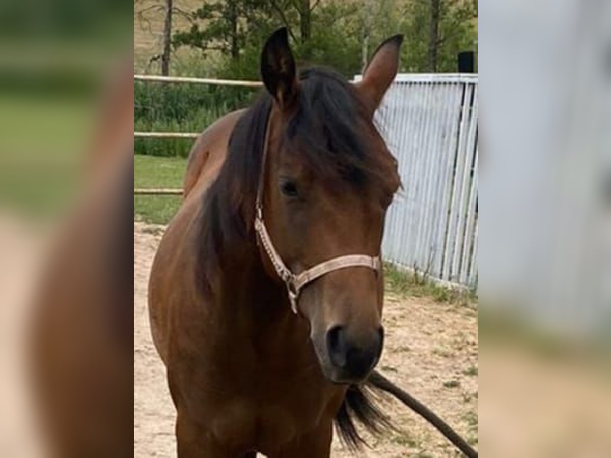 Paint Horse Merrie 1 Jaar 150 cm Bruin in Ein&#xF6;d